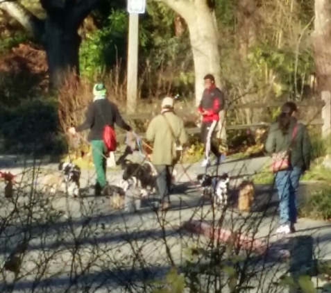 dog walkers at Seward park